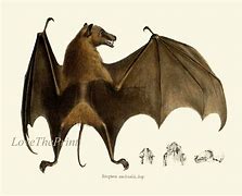 Image result for Vintage Bat Anatomy