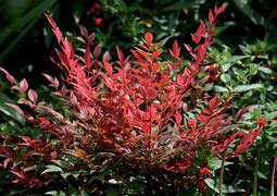 Image result for Nandina domestica Obsessed