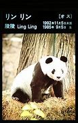 Image result for Ling Ling Panda