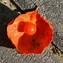 Image result for Physalis alkekengi var. franchetii