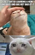 Image result for Pet the Cat Meme