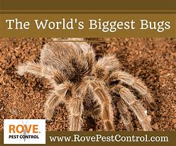 Image result for World's Biggest Bug