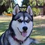 Image result for Winter Is Coming Husky Meme