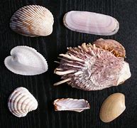 Image result for Solens Coquillage