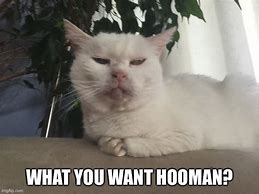 Image result for Hooman Meme