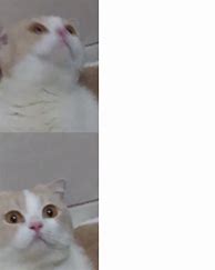 Image result for Cat Meme Template