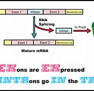 Image result for Exon 1 vs 5