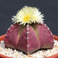 Image result for Kaktus Plant