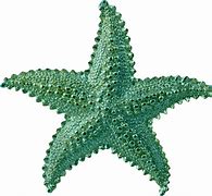 Image result for World's Biggest Starfish