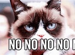 Image result for Cat Meme Saying No