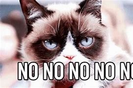 Image result for Cat Saying No