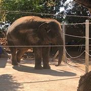 Image result for Paphos Zoo