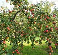 Image result for Ten Fruits Grow On a Farm