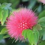 Image result for Pink Wildflower Case