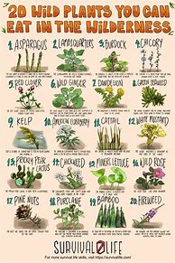 Image result for List of Edible Wild Plants