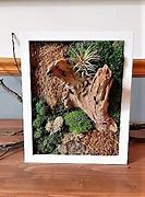 Image result for Preserved Moss with Air Plants