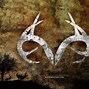 Image result for Realtree Camo Deer
