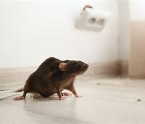 Image result for Pest Control Rats and Mice