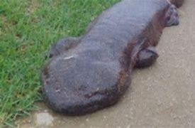 Image result for Japanese Giant Salamander Big