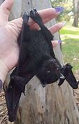 Image result for Bat Therian