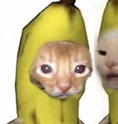 Image result for Cat with a Banana Meme Face