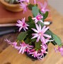 Image result for Types of Easter Cactus