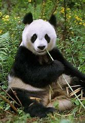 Image result for Giant Panda Sitting