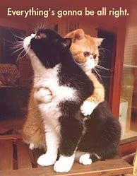 Image result for Cat Hugs Meme