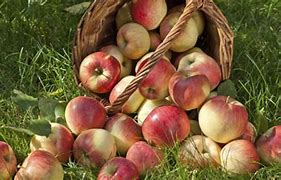 Image result for Apple Picking in Seattle