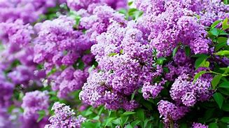 Image result for Lilacs for iPhone