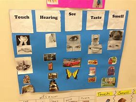 Image result for Five Senses Them. Preschool