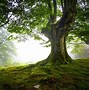 Image result for Photogentic Background Tree
