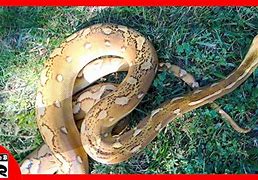 Image result for India Longest Snake