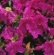 Image result for Rhododendron (AJ) Blaue Donau
