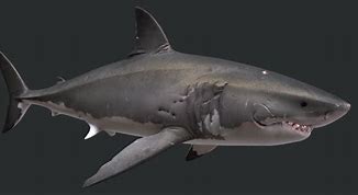 Image result for Great White Fine