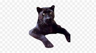 Image result for black panthers emoji