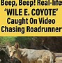 Image result for Coyote and Roadrunner Bird