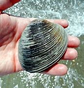 Image result for Ocean Quahog Shell