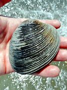 Image result for Ocean Quahog Clam Harvest