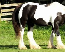 Image result for Gypsy Horse Irish Cob