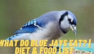Image result for Blue Jay Food Chain