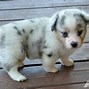 Image result for I'm Sorry Cute Puppy Memes