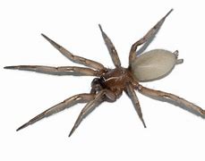 Image result for Hopping Spider Cricket