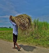 Image result for Cogon Use