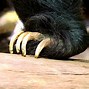 Image result for Indian Sloth Bear