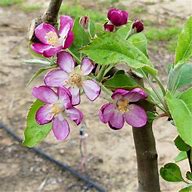 Image result for Pink Pearl Apple Tree