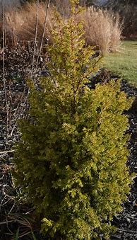 Image result for Juniperus comm. Gold Cone