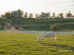 Image result for Horse Farm Sun Set