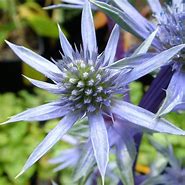 Image result for Eryngium bourgatii Sapphire Blue ®