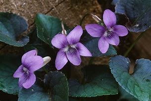 Image result for Viola labradorica